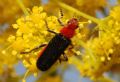 Cantharis paganettii